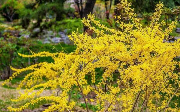 早春花兒美卻帶有遺憾：開花時還未長葉，長葉時花已凋謝