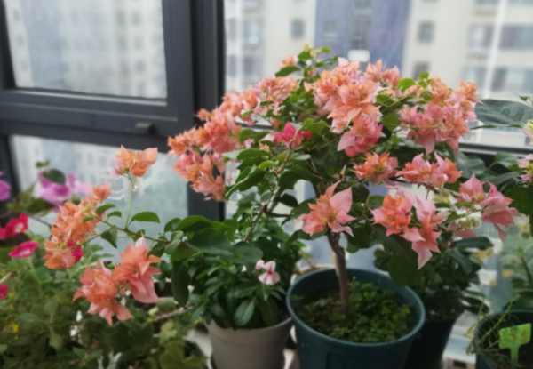 現在各種專用肥層出不窮,新手養花別盲目買,沒啥意思 現在各種專用肥層出不窮,新手養花別盲目買,沒啥意思