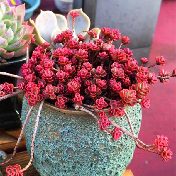 100種常見多肉圖鑑，比花還美，你認識幾種？