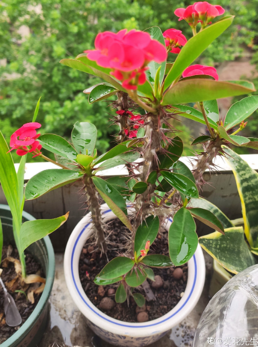 5步養護虎刺梅，打造強烈反差美，花量多到生滿枝