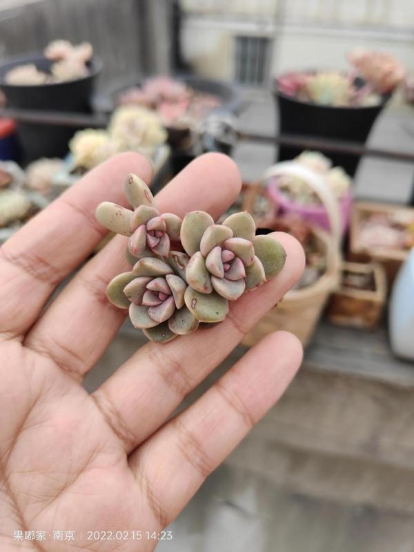 在樓頂，見證每一顆肉的成長