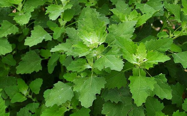 31種野菜大合集，帶你認識不同的野菜和吃法，你想要的野菜這裡有