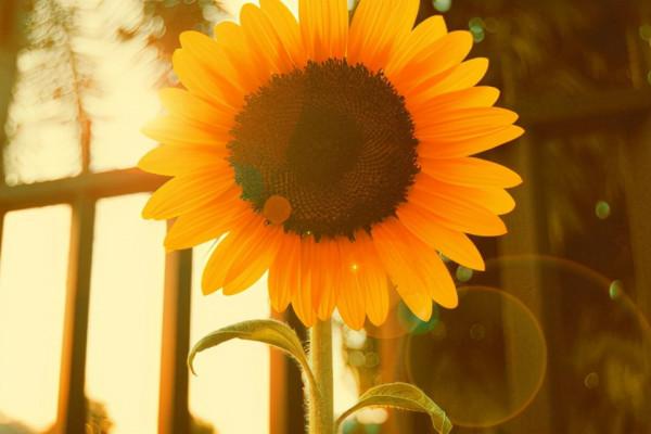 凡事盡最大的努力,做最壞的打算 凡事盡最大的努力,做最壞的打算