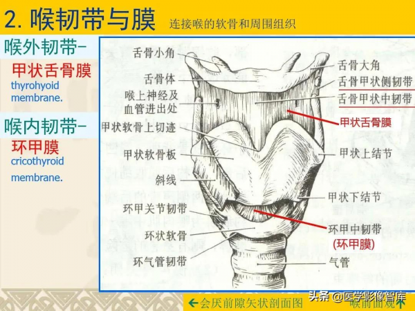 咽喉部解剖最全圖解，值得收藏