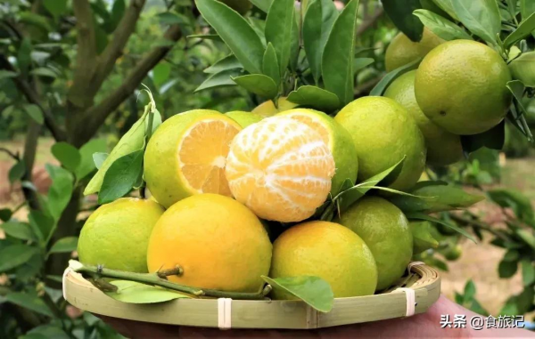 沒想到這麼不起眼的綠皮柑，口感竟然這麼神仙