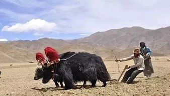 美國白富美紮根藏區17年，把不起眼犛牛毛變成奢侈品，賣出上萬元