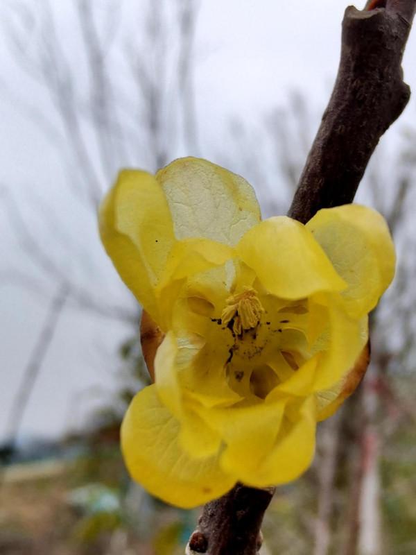 嬌嫩黃臘梅