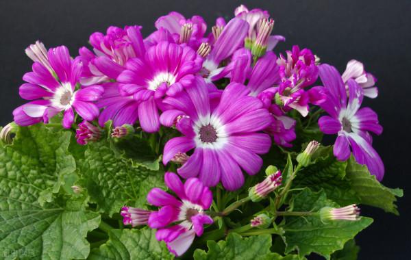 這7種年宵花都是&OpenCurlyDoubleQuote;一次性&rdquo;的，開完扔了吧，沒必要繼續養