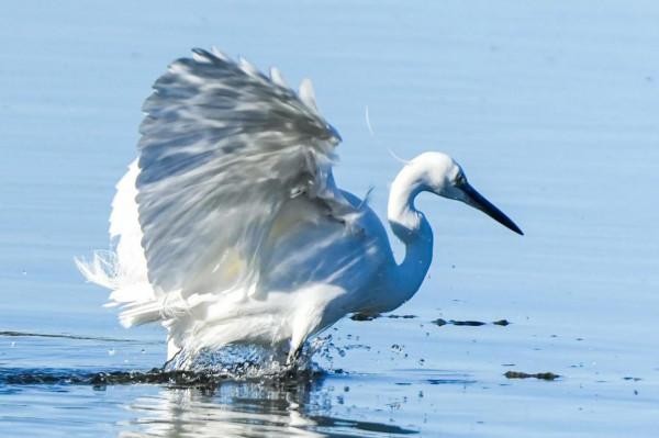 照片故事～今日小白鷺