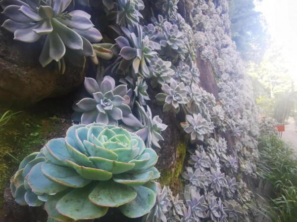 網紅“最美尼姑庵”寂照庵，我想潑你一點點冷水