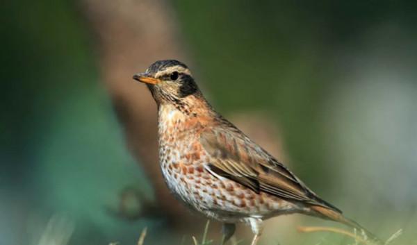 細說兩種紅色的鶇 細說兩種紅色的鶇