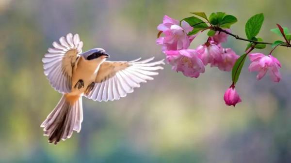 分享圖片&mdash;&mdash;山清水秀 鳥語花香