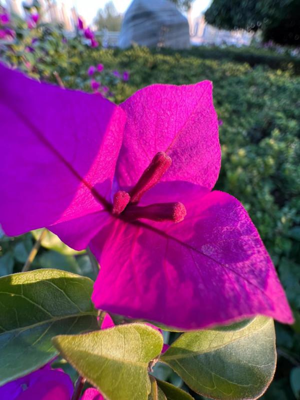 iPhone 13pro max微距確實牛X，點進來看效果