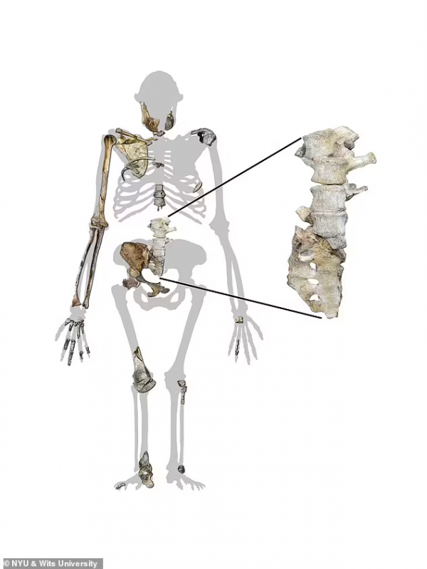 走路像人類，攀爬像猿猴：200萬年前南非古猿脊椎化石揭秘