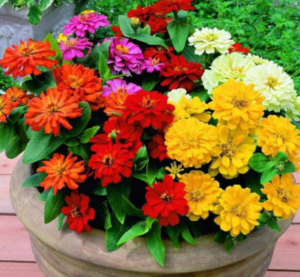 元旦前後養草花當首選這3樣,花色繁雜,好打理,可輕鬆擁有花海 元旦前後養草花當首選這3樣,花色繁雜,好打理,可輕鬆擁有花海