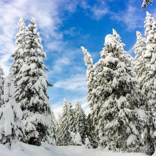 分享——雪松美景