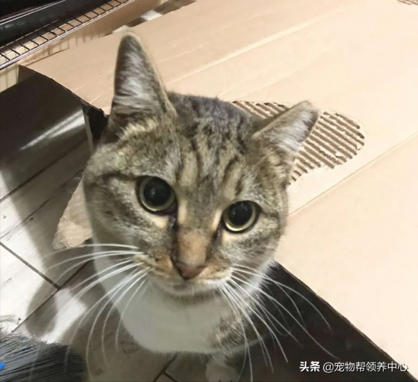 流浪貓在大雪中不停扒拉窗戶求助：能救救我，開下窗戶麼？我好冷