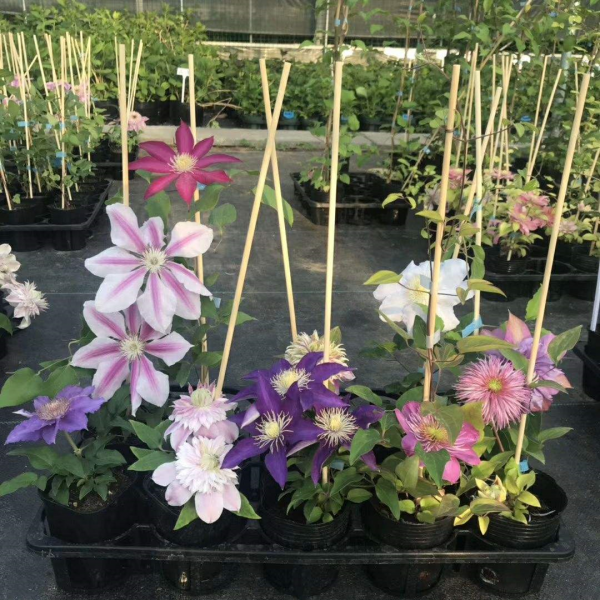 2種“雪中花”，0度凍不死，越冷芽越多，凍一凍多開花