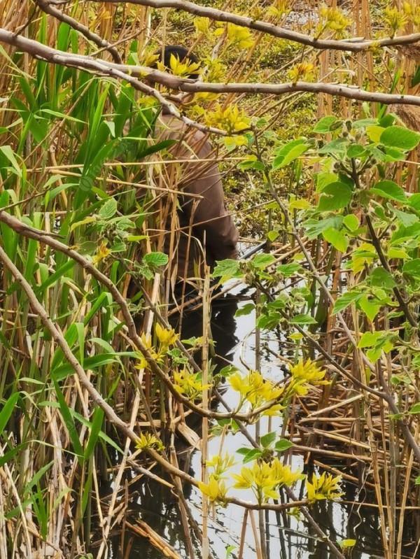 黃花錦簇白馬湖