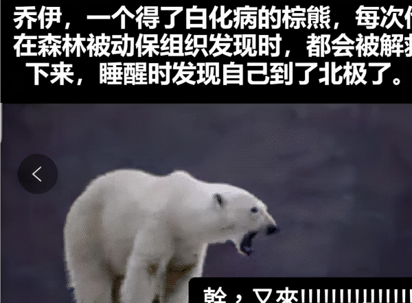 崩潰!一隻得了白化病的棕熊多次被誤認為是“北極熊”不斷被返送 崩潰!一隻得了白化病的棕熊多次被誤認為是“北極熊”不斷被返送