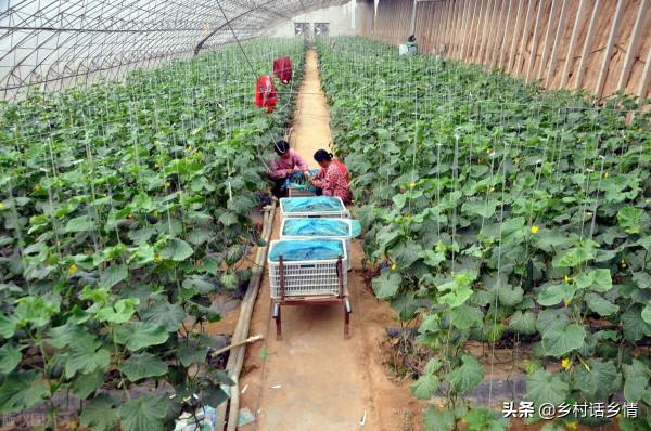 根治地下害蟲和根結線蟲，就常用這兩種有機肥，效果好還增產