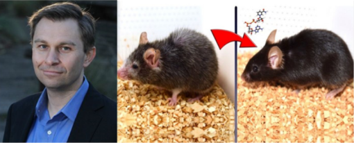 哈佛、梅奧“逆轉衰老”技術突破，延壽達30%，貝佐斯30億美元切入市場