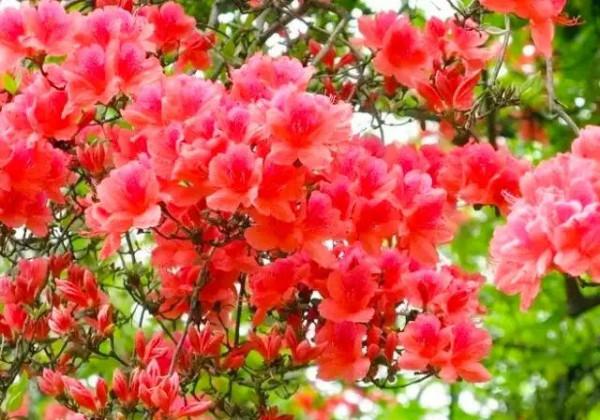 分享：“花中西施”映山紅，花開的時候，耀眼奪目，千嬌百媚