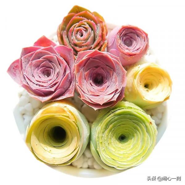 分享&mdash;&mdash;玫瑰多肉