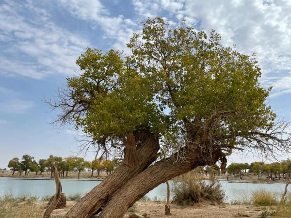 弱水胡楊林和怪樹林 弱水胡楊林和怪樹林