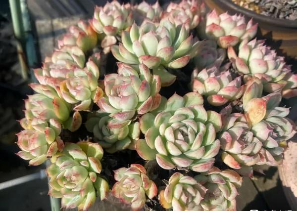 一年一度曬秋時,一年一度曬肉時 一年一度曬秋時,一年一度曬肉時