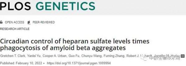 新研究：熬夜會降低巨噬細胞吞噬有毒蛋白的效率，增加痴呆症風險