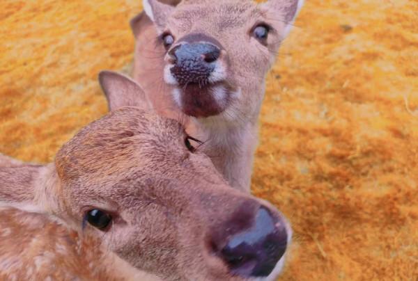 常被當成是湖南的廣東城市，為什麼沒“廣東腔”？