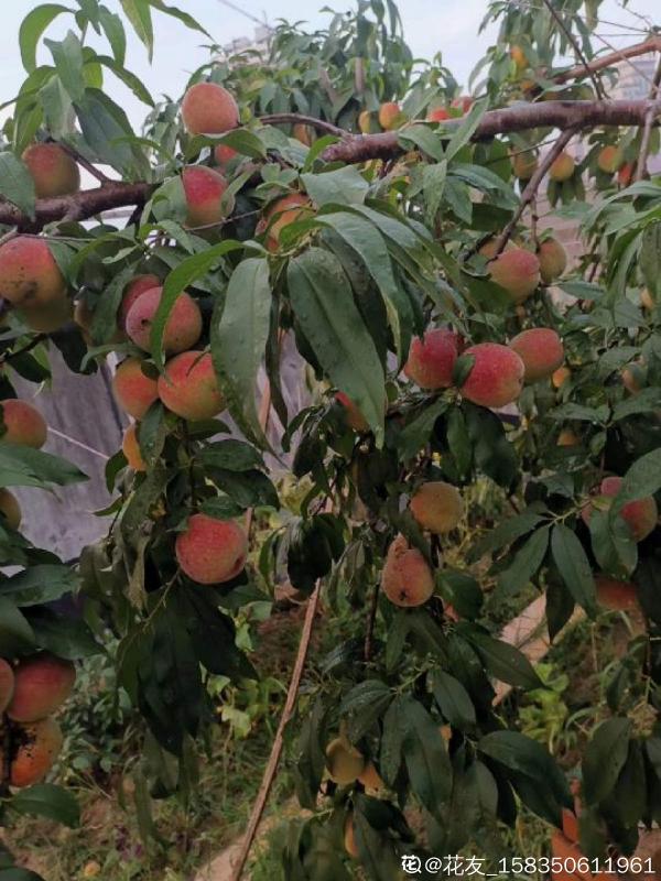 吃桃季,院子還沒種桃樹的看過來,純天然無公害 吃桃季,院子還沒種桃樹的看過來,純天然無公害