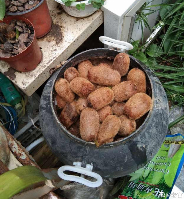 7種有機肥，你家就有一大堆，養花、種菜肥得流油