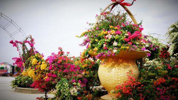 中秋將至，三角梅即將全面盛開，快來粵龍山花海世界打卡