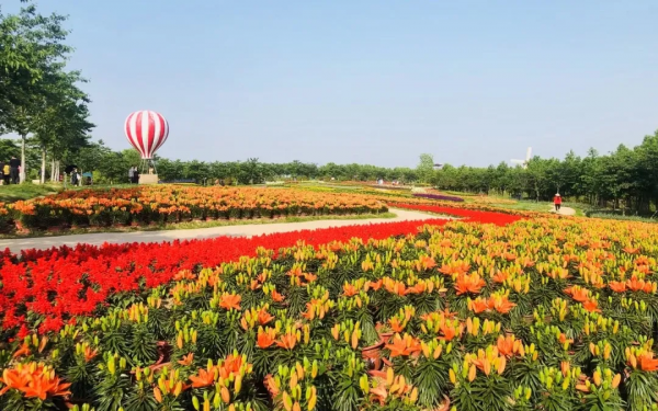 花海來啦!金卉莊園11月最美賞花季現已開啟!快來走“花路”吧! 花海來啦!金卉莊園11月最美賞花季現已開啟!快來走“花路”吧!