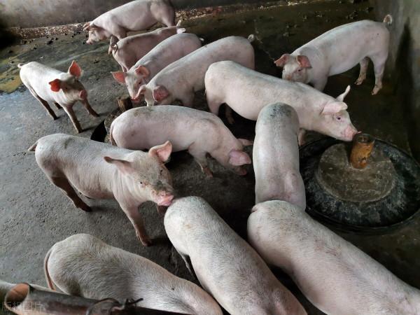 蔬菜價格上漲，菜農不但不高興反而憂愁，錢少賺了不說，還賣不掉