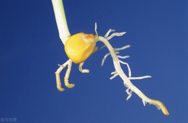 推翻玉米常規播種的三個錯誤認識!玉米到底該播多深,產量最高? 推翻玉米常規播種的三個錯誤認識!玉米到底該播多深,產量最高?