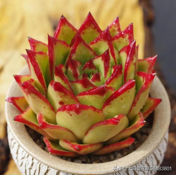 現在快養8種多肉，上色出狀態就變紅，寓意著紅紅火火過大年