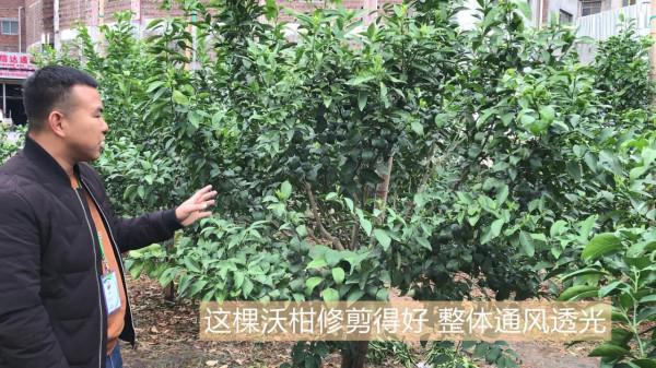 柑橘案例實拍：從來花情況看沃柑不同修剪效果的差別