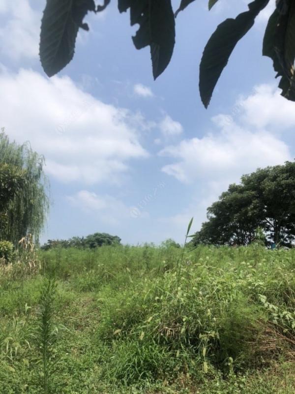 2021垂釣日誌之48，白馬湖高溫揮汗提鯽忙