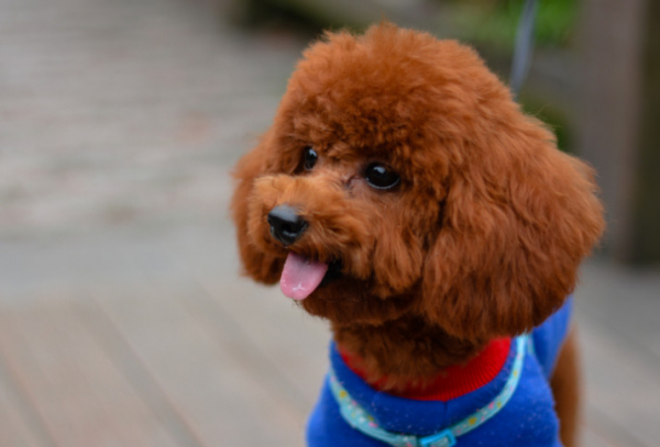 養狗多年，才知道泰迪的“這些行為”，是什麼含義