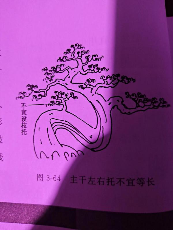 臥幹型盆景樁材如何造型?跟三水哥一起學盆景知識第十一期 臥幹型盆景樁材如何造型?跟三水哥一起學盆景知識第十一期