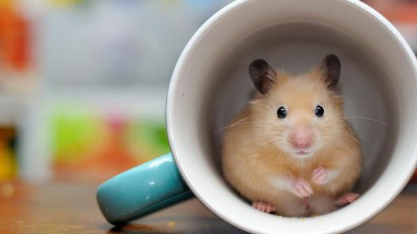 放假了我的鼠鼠怎麼帶回家？