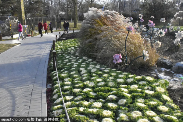 冬天不想宅在家?北京這些地方,依然綠意蔥蘢! 冬天不想宅在家?北京這些地方,依然綠意蔥蘢!