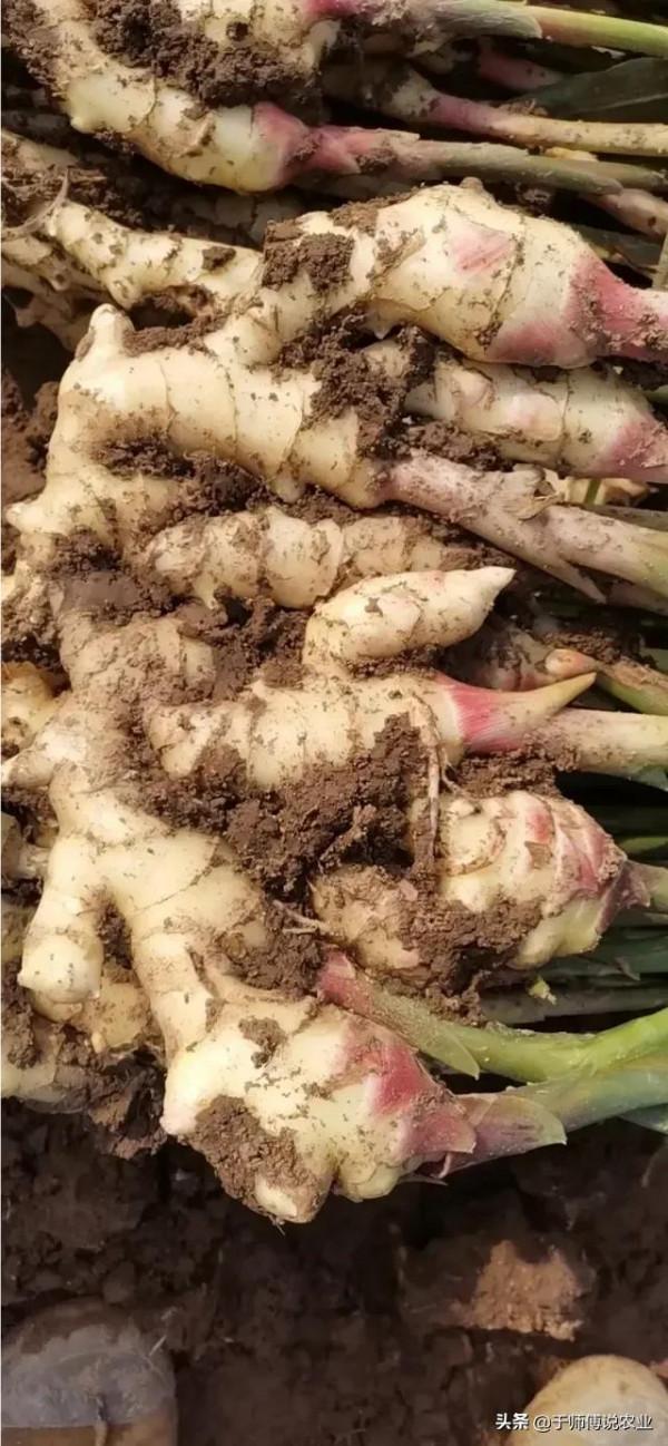 明年種姜,姜友們的大腦要發發熱了 明年種姜,姜友們的大腦要發發熱了