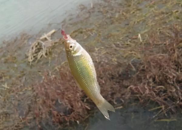 野釣遇雜魚鬧窩，用這個辦法對付它，效果立竿見影