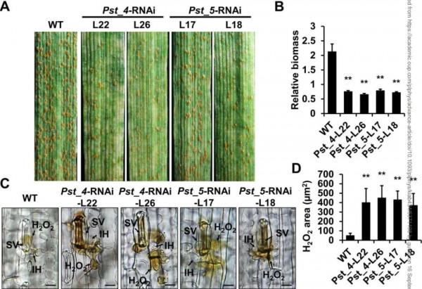 Plant Physiology-西北農林科技大學王曉傑課題組揭示條鏽菌效應子抑制小麥葉綠體防禦的新機制 Plant Physiology-西北農林科技大學王曉傑課題組揭示條鏽菌效應子抑制小麥葉綠體防禦的新機制
