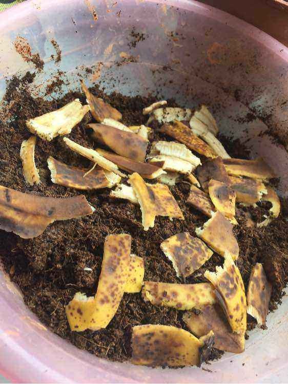 花期補充“磷肥”，只需兩根“香蕉”，花開爆盆，如此簡單