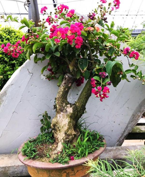 能養成老樁的“7種花”,吉祥大氣“生長年限長”,越養越喜歡 能養成老樁的“7種花”,吉祥大氣“生長年限長”,越養越喜歡